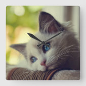 Ragdoll Kitten Vierkante Klok (Voorkant)