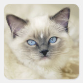 Ragdoll kitten vierkante sticker (Voorkant)