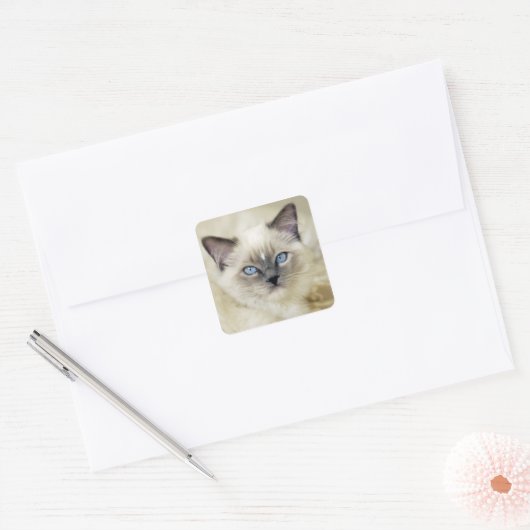 Ragdoll kitten vierkante sticker (Envelop)