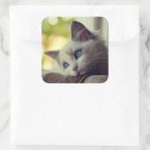Ragdoll Kitten Vierkante Sticker (Tas)