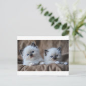 Ragdoll Kittens Briefkaart (Staand voorkant)