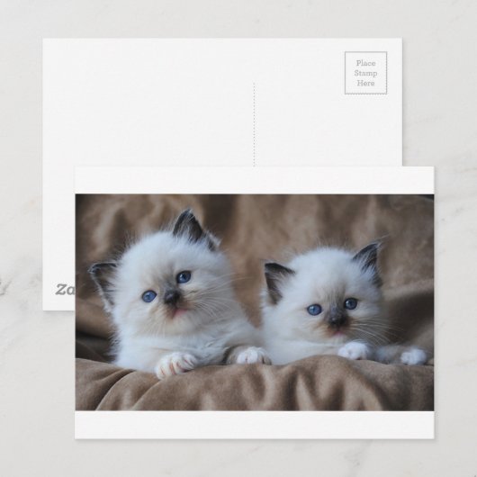 Ragdoll Kittens Briefkaart (Voorkant / Achterkant)