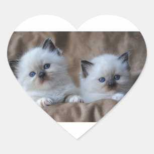 Ragdoll Kittens Hart Sticker