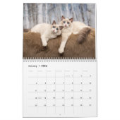 Ragdoll Kittens Kalender (Jan 2026)