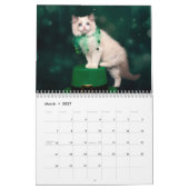 Ragdoll Kittens Kalender (Mar 2027)