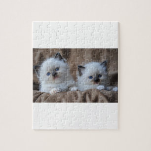 Ragdoll Kittens Legpuzzel