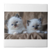 Ragdoll Kittens Tegeltje (Voorkant)
