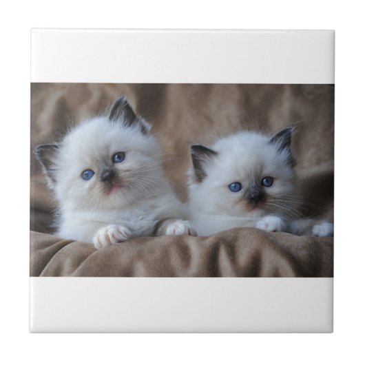 Ragdoll Kittens Tegeltje (Voorkant)