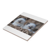 Ragdoll Kittens Tegeltje (Zijkant)