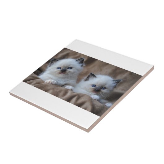 Ragdoll Kittens Tegeltje (Zijkant)