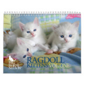 Ragdoll Kittens Vol. Eén kalender (Hoes)
