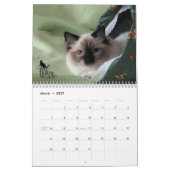 Ragdoll Kittens Vol. Eén kalender (Mar 2027)