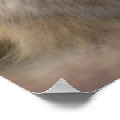 Ragdoll met één roos poster (Hoek)