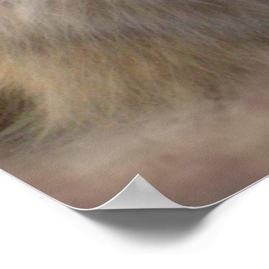 Ragdoll met één roos poster (Hoek)