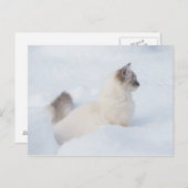 Ragdoll op de sneeuwkaart briefkaart (Voorkant / Achterkant)