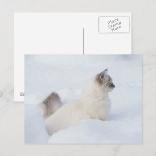 Ragdoll op de sneeuwkaart briefkaart (Voorkant / Achterkant)