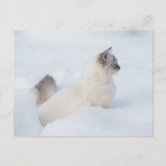 Ragdoll op de sneeuwkaart briefkaart (Voorkant)