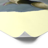 Ragdoll Perfect Angel Kitten poster (Hoek)