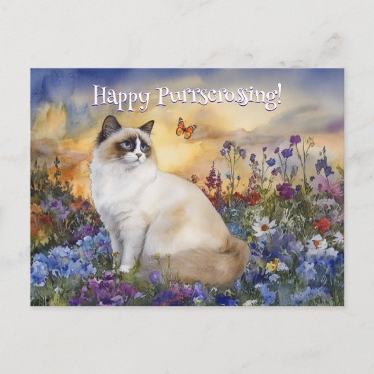 Ragdoll Postcrossing - Briefkaart (Voorkant)