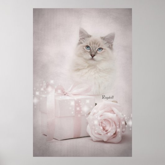 Ragdoll Poster (Voorkant)