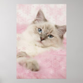 ragdoll poster (Voorkant)