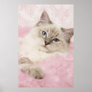 ragdoll poster