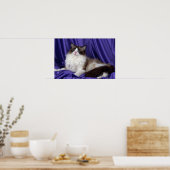 Ragdoll, verzegeld in twee kleuren poster (Keuken)