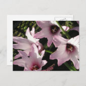 Rain Lily Briefkaart (Voorkant / Achterkant)