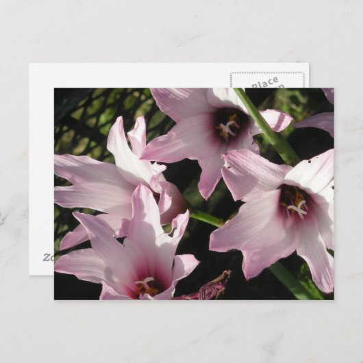 Rain Lily Briefkaart (Voorkant / Achterkant)