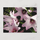 Rain Lily Briefkaart (Voorkant)