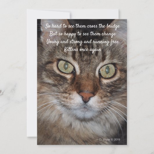 Rainboogbrug - Kat (Voorkant)