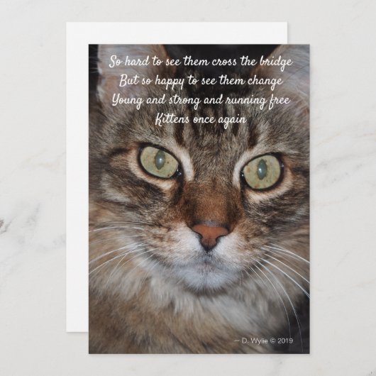 Rainboogbrug - Kat (Voorkant / Achterkant)