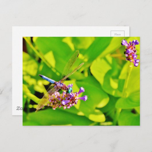 Rainboogkleurige Dragonfly op een paarse roze bloe Briefkaart (Voorkant / Achterkant)