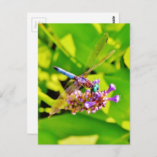 Rainboogkleurige Dragonfly op een paarse roze bloe Briefkaart (Voorkant / Achterkant)