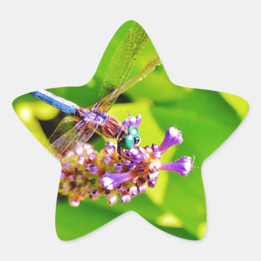 Rainboogkleurige Dragonfly op een paarse roze bloe Ster Sticker (Voorkant)