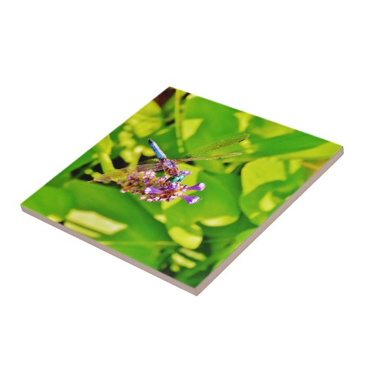 Rainboogkleurige Dragonfly op een paarse roze bloe Tegeltje (Zijkant)