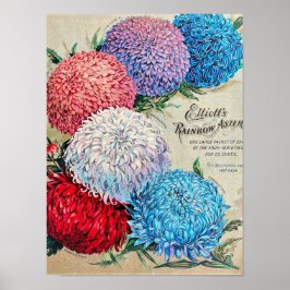Rainbow Asters Vloerzaadcatalogus Poster