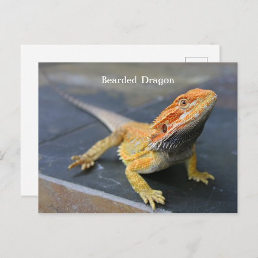 Rainbow Bearded Dragon Briefkaart (Voorkant / Achterkant)