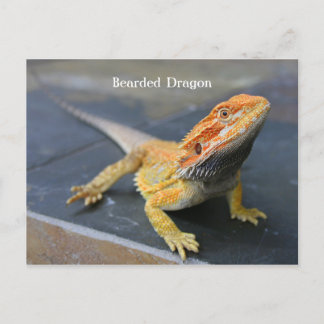 Rainbow Bearded Dragon Briefkaart