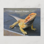 Rainbow Bearded Dragon Briefkaart (Voorkant)