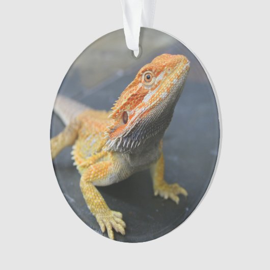 Rainbow Bearded Dragon Ornament (voorkant)