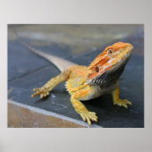 Rainbow Bearded Dragon Poster (Voorkant)