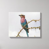 Rainbow Bird Foto Canvas Afdruk (Voorkant)