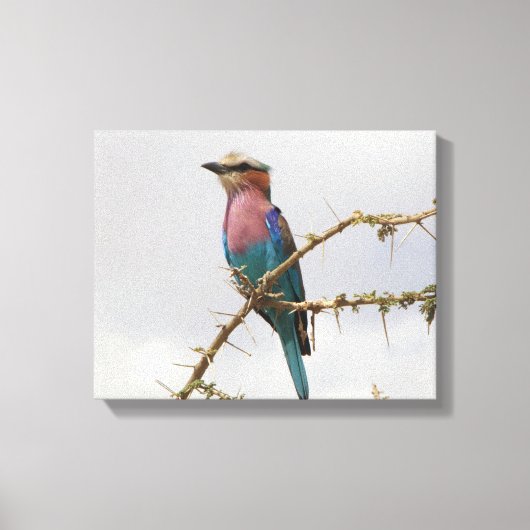 Rainbow Bird Foto Canvas Afdruk (Voorkant)
