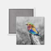 Rainbow Bird Magneet (Voorkant / Achterkant)