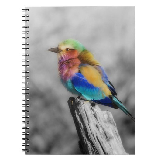 Rainbow Bird Notitieboek (Voorkant)