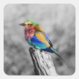 Rainbow Bird Vierkante Sticker
