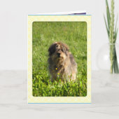 Rainbow Bridge Kaarten (Voorkant)