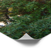 Rainbow Bridge Sunset at Grove City College Poster (Hoek)