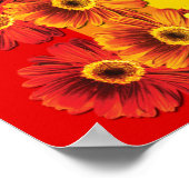 Rainbow Daisies Poster (Hoek)